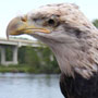 Wabasha Fountain and Sculpture Dedication Next to the National Eagle Center