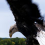 Wabasha Fountain and Sculpture Dedication Next to the National Eagle Center