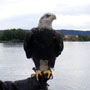 Wabasha Fountain and Sculpture Dedication Next to the National Eagle Center