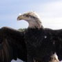 Wabasha Fountain and Sculpture Dedication Next to the National Eagle Center