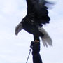 Wabasha Fountain and Sculpture Dedication Next to the National Eagle Center